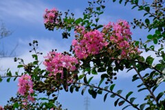 crape myrtle