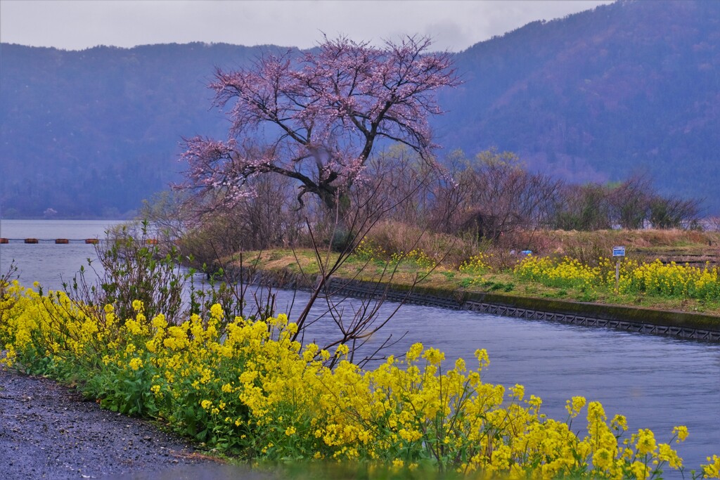 余呉川の春響　１