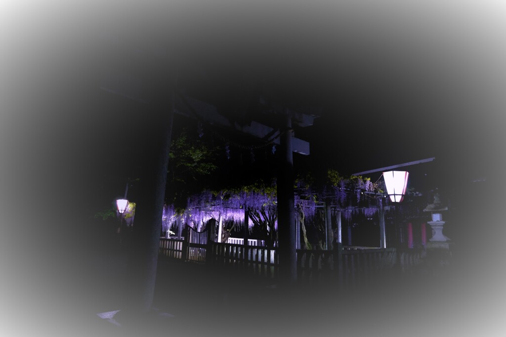 在士八幡神社の紫藤ライトアップ　１