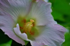 酔芙蓉　Ⅰ