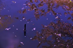 水面桜花