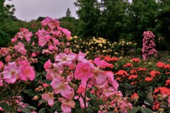 庄堺公園のバラ　１