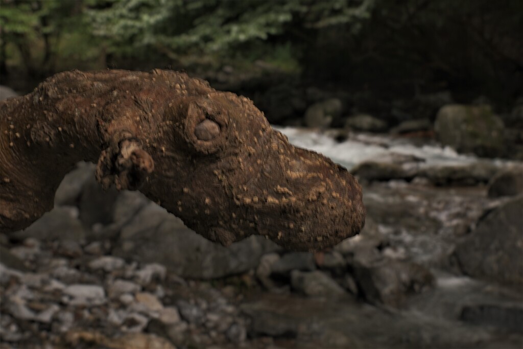 渓流の珍獣　３