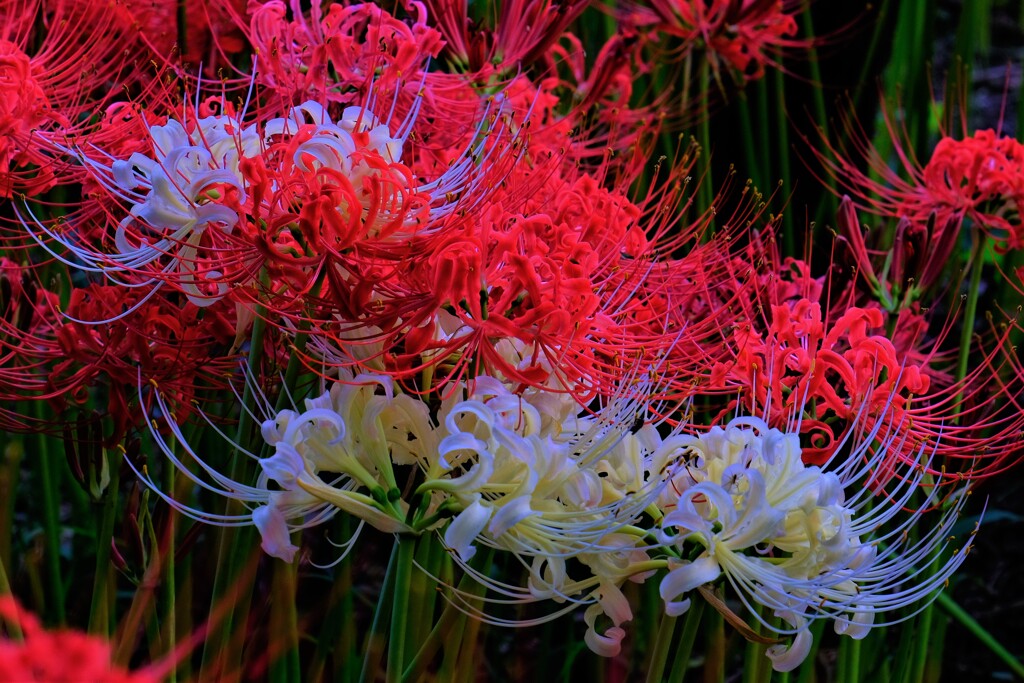 紅白曼珠沙華