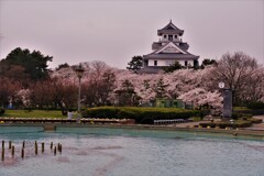長浜豊公園桜景　１