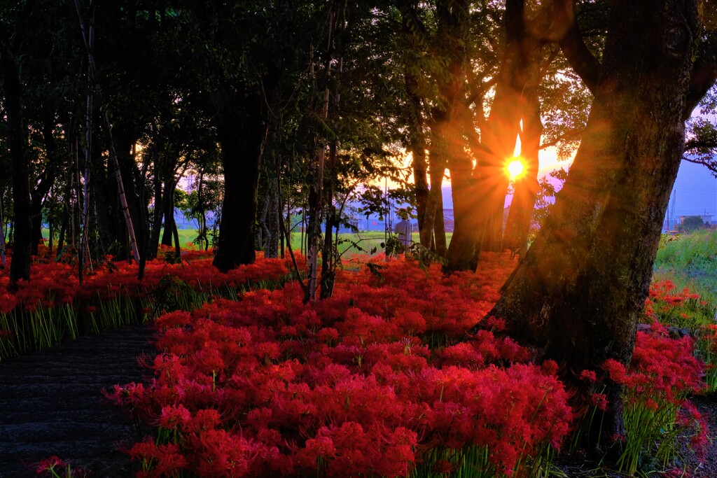 夕照の曼珠沙華　Ⅱ