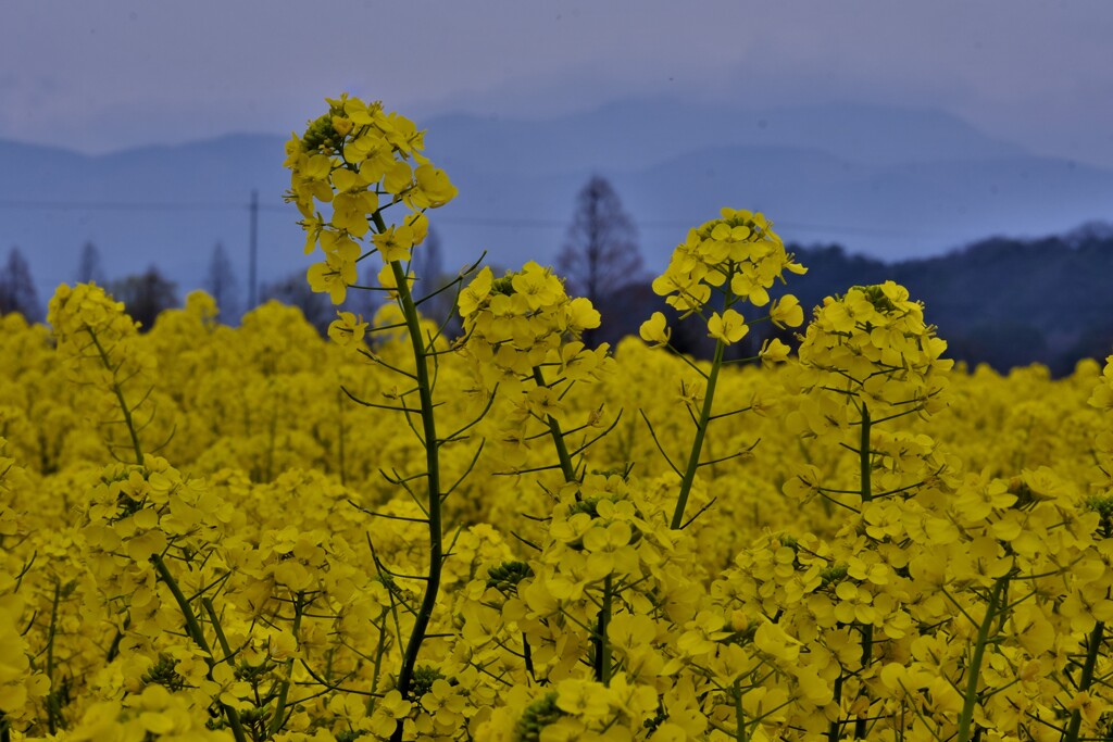 花菜