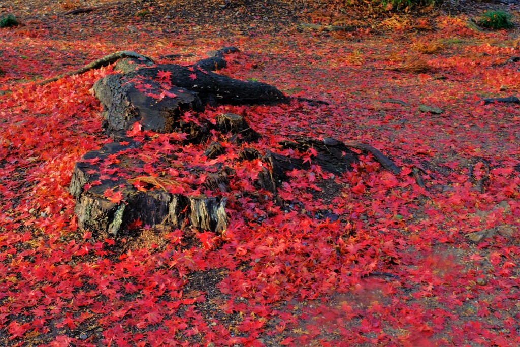 濡れ紅葉落葉