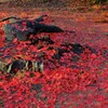 濡れ紅葉落葉