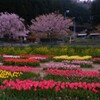 春咲く山間の花