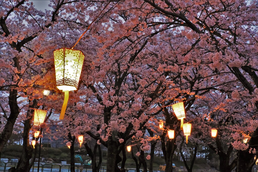 長浜豊公園桜景　６