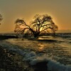 湖辺夕木