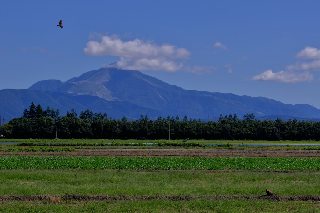 百名山　伊吹山　２-１