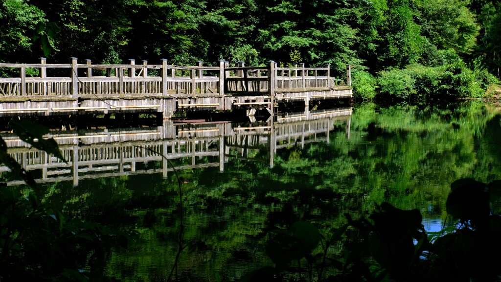 深緑のもみじ池　３-３