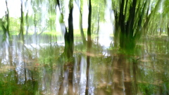 湖辺の森