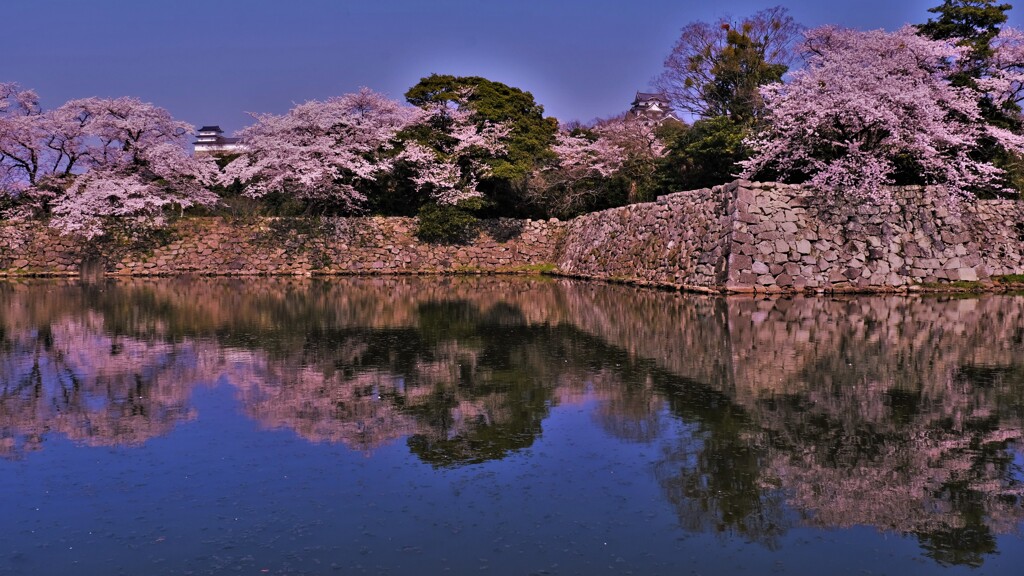 彦根城中壕桜　４