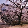 彦根城春散歩　西の丸三重櫓　10