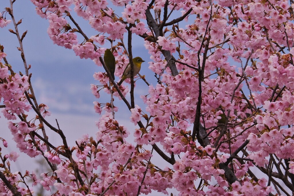 春の鳥