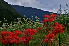 山間のそばの花に曼珠沙華