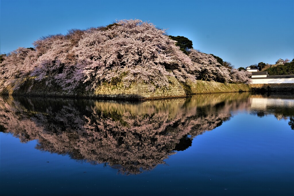 濠端の朝桜　４