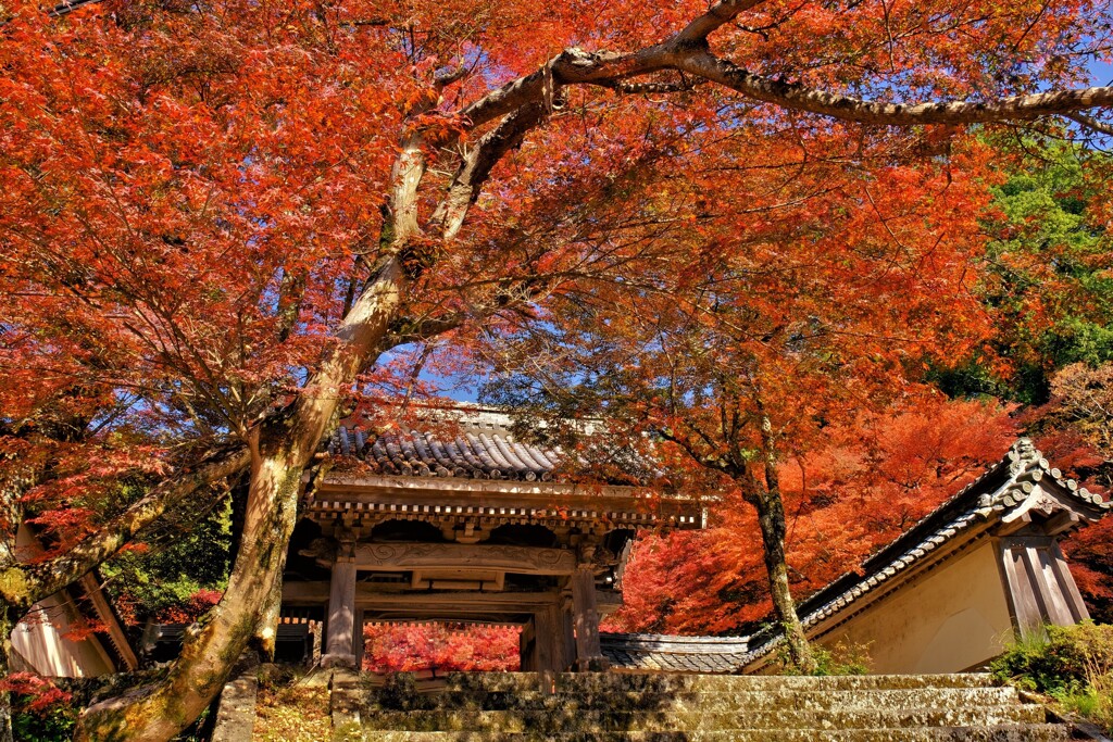 東光寺紅葉　１