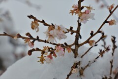 雪中二期咲桜　Ⅱ
