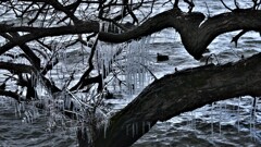 樹木しぶき氷　１