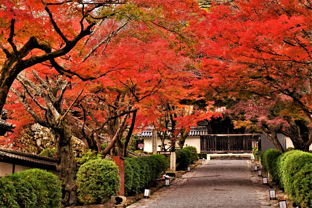 西教寺紅葉参道　５