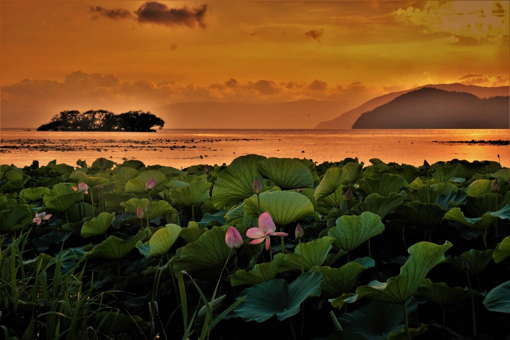 湖辺の蓮夕景