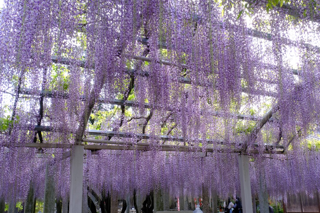 三大神社の老藤　９