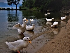 鳰の海のアヒル　２