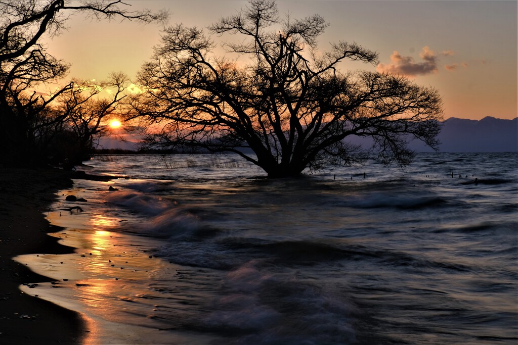 湖辺の夕木　３
