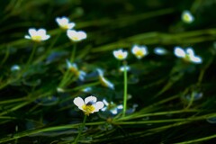 水中花に魅せられて