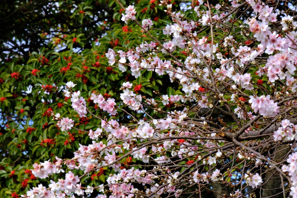 初冬の桜花