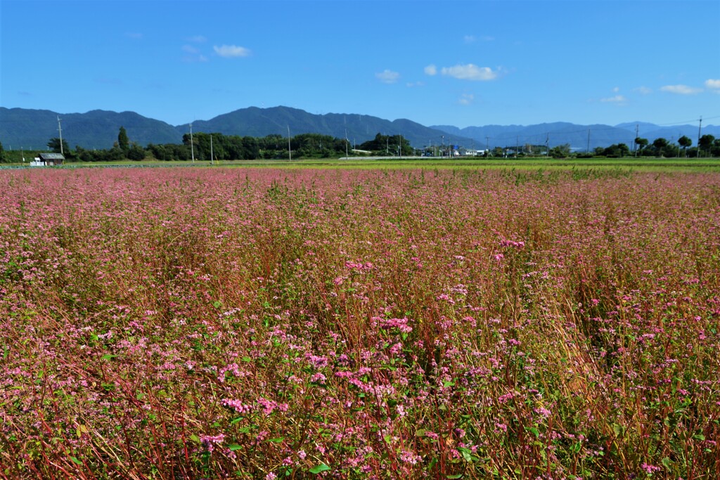 赤そばの花　５-１