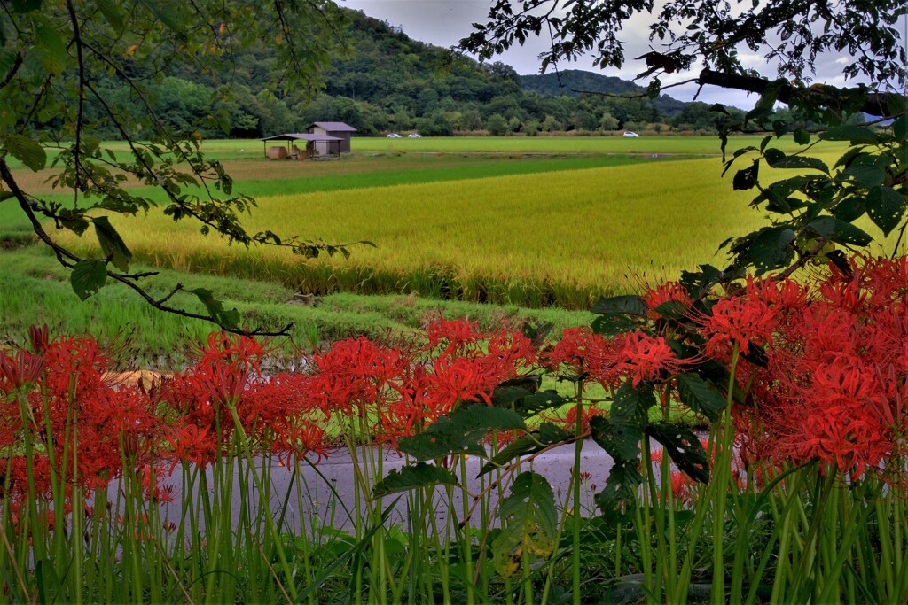 秋風景　１