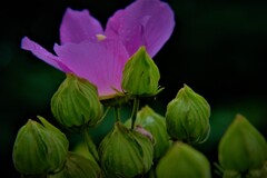 酔芙蓉　Ⅲ