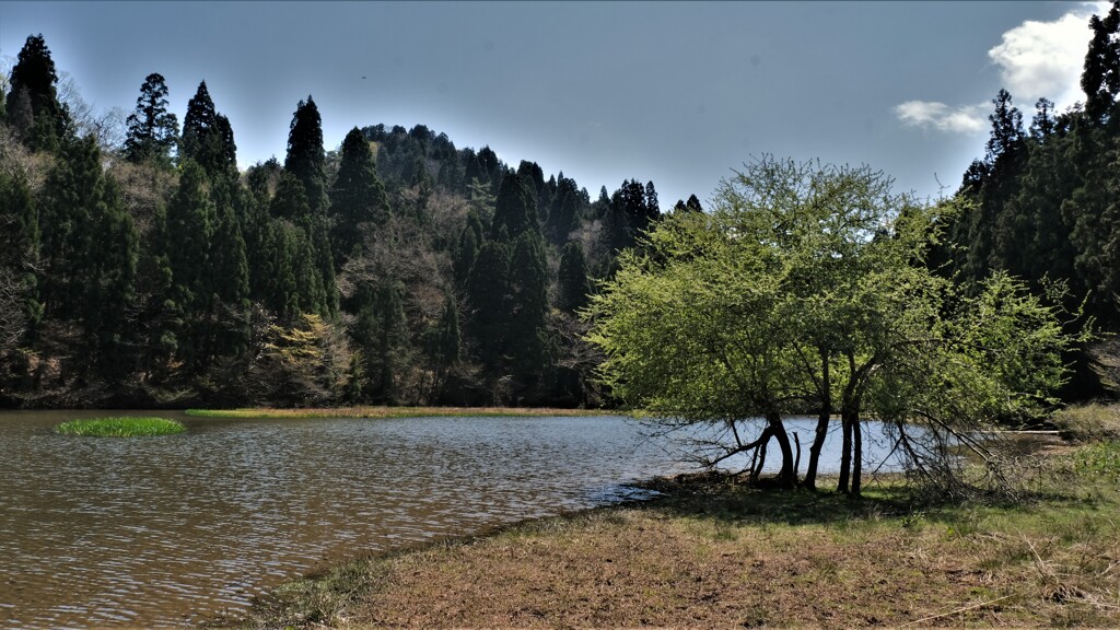 平池春景色　２