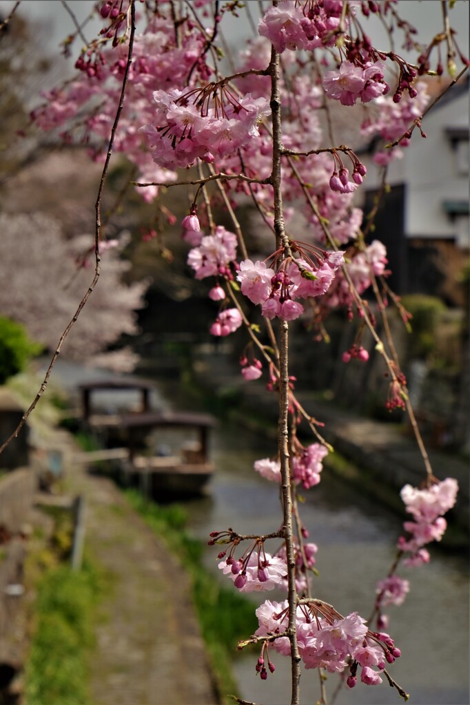 春の八幡堀散策　１