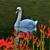 白鳥と曼珠沙華　１