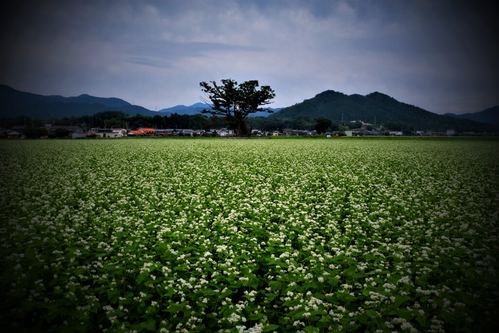 白花絨毯