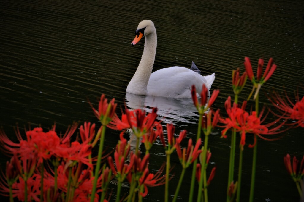 白鳥と曼珠沙華　２