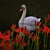 白鳥と曼珠沙華　２