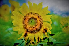 sunflower