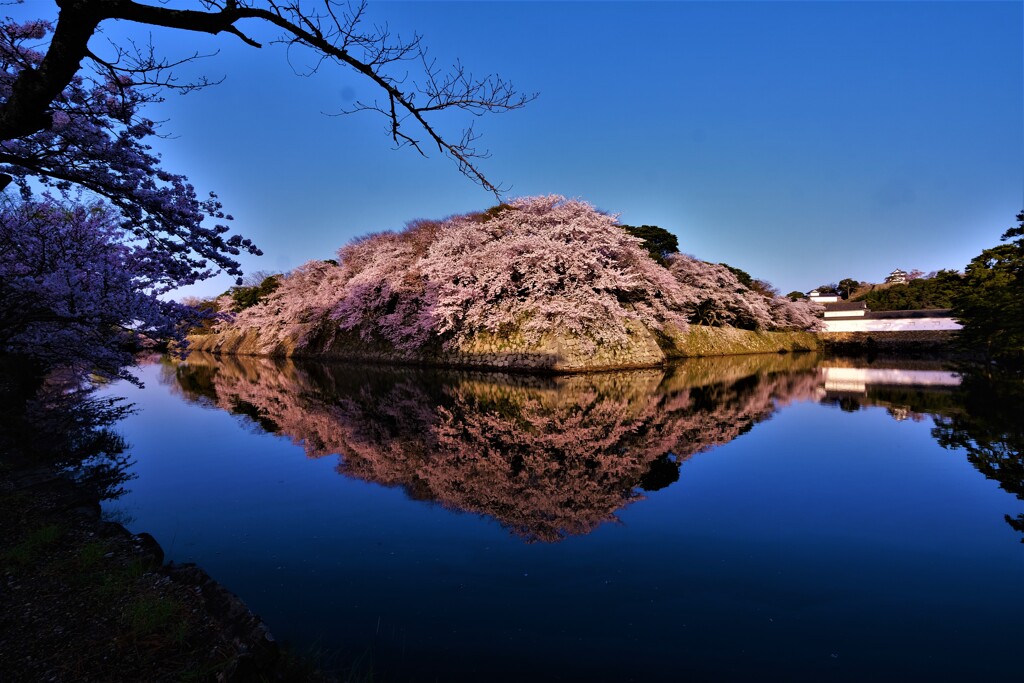 濠端の朝桜　３