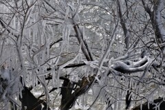 枝木しぶき氷　４