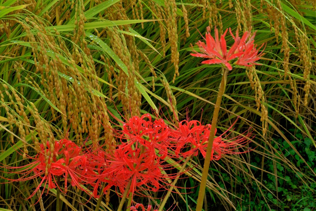 実りの稲穂に曼珠沙華　１