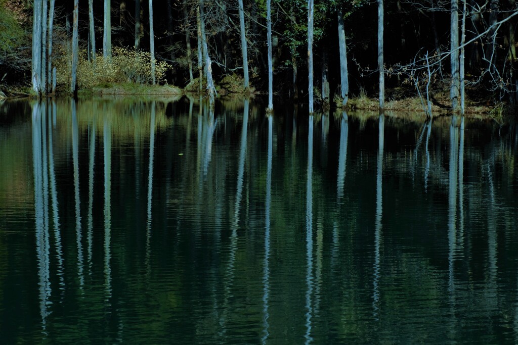 映り込む小さな森の池