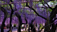 三大神社の老藤　６