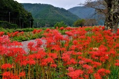 彼岸花の里　徳山　Ⅲ